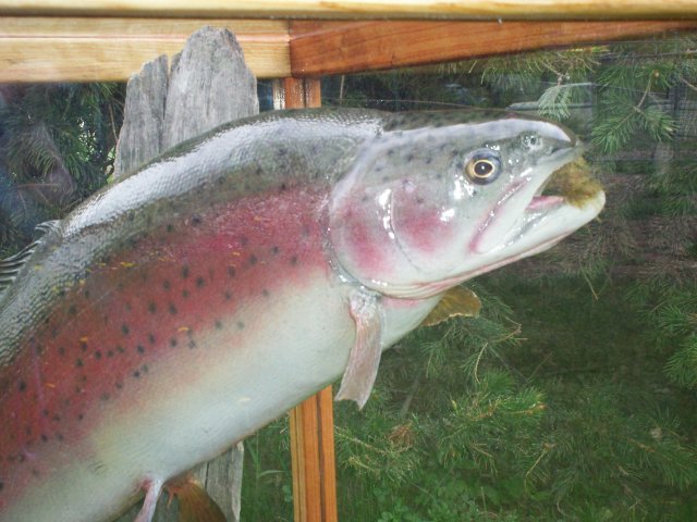 Rainbow Trout