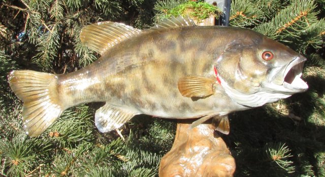 Small Mouth Bass