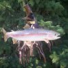 Rainbow trout