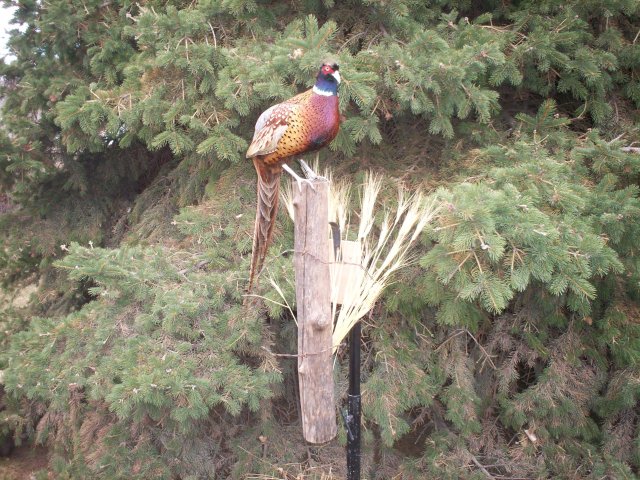 Pheasant
