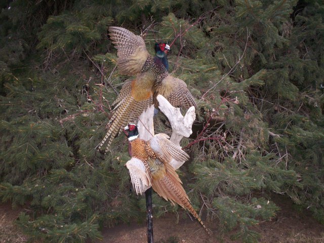pheasants