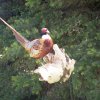 Pheasant