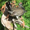 Spruce Grouse