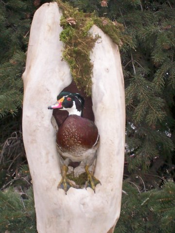 Wood duck