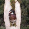 Wood duck