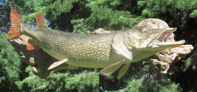 Northern Pike