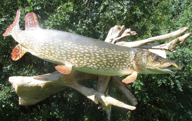Northern Pike
