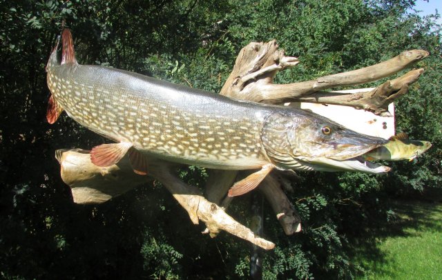Northern Pike